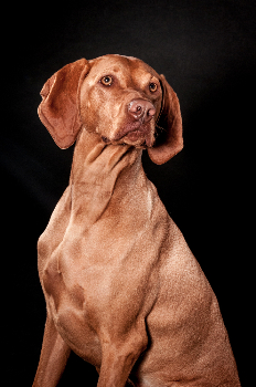 Canine Photography