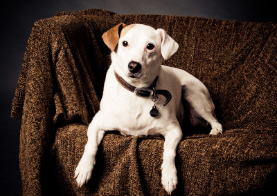 Archie the dog at his Brighton dog photography Sussex appointment